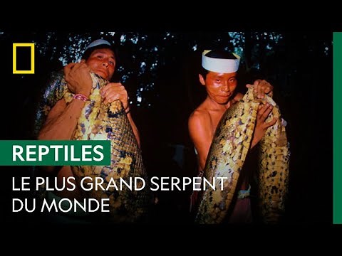 L'impressionnant anaconda géant