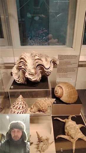 Would you still hear the Ocean inside these Sea Shells? The World Museum Liverpool #30. Molluscs!