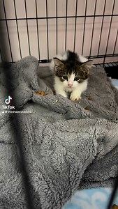 2.1K views · 1.7K reactions | Baby Tango’s eyes are causing all kinds of emotions through my day since she arrived. She’s got perma-sad eyes but doesn’t actually seem sad at all, so that’s comforting. Her parents were spayed today but she’s much too tiny! Come meet her and try not to cry 梁 | The Shabby Tabby Cat Cafe | Facebook