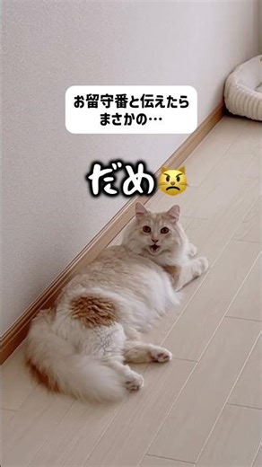 まさかの方法でお留守番を阻止する猫😼💡