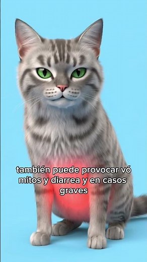 ¿Tu gato puede comer chocolate? Cuidado con esto #gatiños #gatos