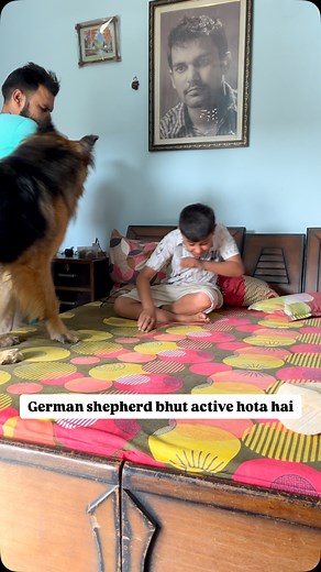 11K reactions · 71 shares | German shepherd full action mode  #trendingreels #viral #dog #doglover #germanshepherd #dogsofinstagram #lovedogs #doglife #trending #dognails | Dev Godara | Facebook