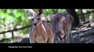237 reactions · 17 shares | Hop on down to visit family and friends, fly there with Qantas and start your adventure from the moment you step on-board. | Qantas | Facebook