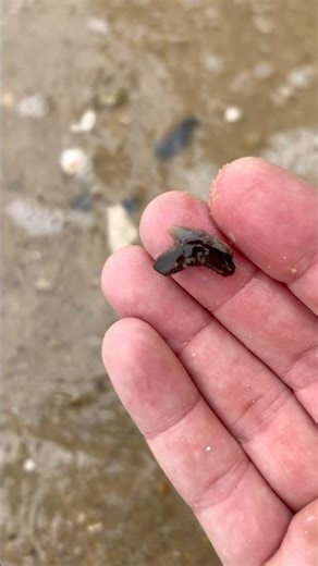 Brown tiger shark tooth found on the beach at Calvert Cliffs.