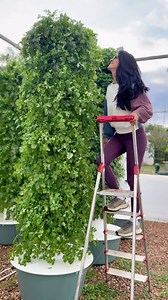 180K views · 5.2K reactions | Take cilantro cultivation to new heights with vertical farming on aeroponic towers. These soilless growing systems allow you to grow up to 9 times more cilantro per square meter than traditional farming methods, all while significantly reducing water usage. #cilantro #coriander #farming #gardening #agriculture #aeroponics #soilless #hydroponics | Agrotonomy Tower Farms | Facebook