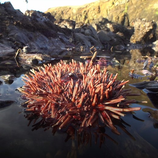 Exploring tide pools during minus tides reveals a secret world of marine life. | Oregon Zoo
