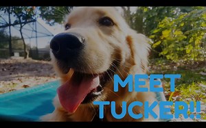 744K views · 4K reactions | Is your dog out of control? Check out Tucker's transformation in 2 weeks at Take the Lead! | Take the Lead K9 Training | Facebook