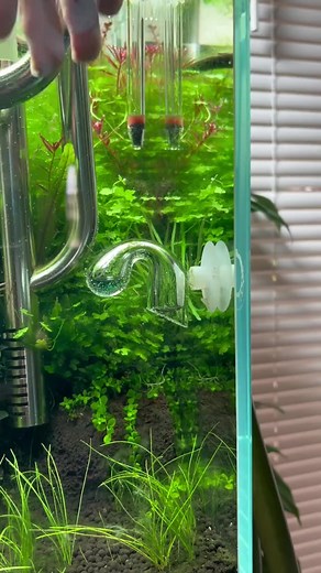 18K views · 142 reactions | The color hasnt been changing recently so its time to replace the liquid | Fish Tank | Facebook