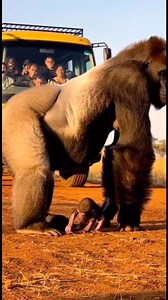 Baby gorilla so cute | Doctor&Animal