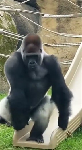 Gorilla FAILS Epic Slide Like a Baby Gorilla 😳🦍💥