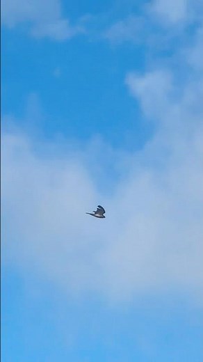 Sparrowhawk Flying At Dawn | Pugneys Country Park #birds #avian #nature