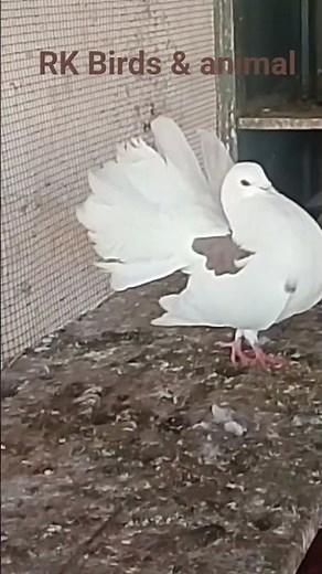 Amazing Pigeon Feather Dance 🕊️ | Beautiful Bird Show | کبوتر پر پھیلا کر ناچتے ہوئے#rkbirdsandanima