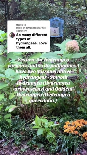 Replying to @HighlandOrchardsFarm Missouri has two native hydrangeas and zinhave both: Smooth (Hydrangea arborescens) and Oakleaf (Hydrangea quercifolia.) The Smooth bloomed for the first time this year. The Oakleaf is taking the typical sweet time it takes on this hillside to get established! #hydrangeas #nativehydrangeas #zone6b #gardeningtips #plants