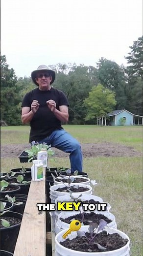 Neem Oil: A Safe Strategy for Pest Control