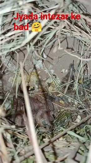 bahut intezar karne ke bad 🤗#zebrafinchbreeding #birds #ytshorts