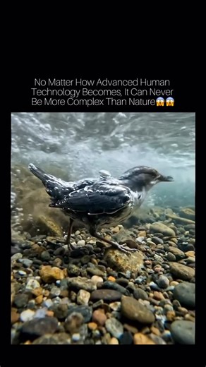 Globalxtremme | Reels on Instagram: "Human engineering copies nature. Nature never copies us. 🌊🧠 The dipper bird doesn’t just survive in underwater currents… it moves like it belongs there. In fast-flowing rivers, it literally walks along the riverbed, using dense, water-repellent feathers that trap tiny air pockets — giving insulation, buoyancy control, and stability all at once. And its best feature? A built-in underwater vision system. The dipper has a transparent inner eyelid called a nict