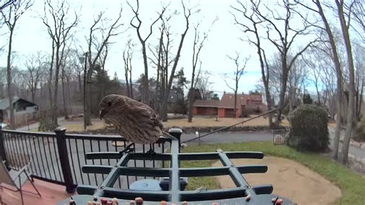 Smart Bird Feeder