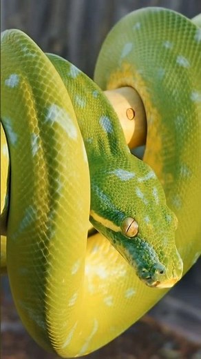 Rainforest Jewel: Green Tree Python in Stunning Veo Realism