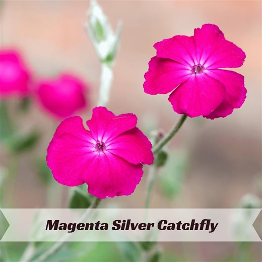 Magenta Silver Catchfly Seeds – Purple Rose Campion – Silene Coronaria – Vibrant Magenta Flowers for Garden and Pollinators - Etsy