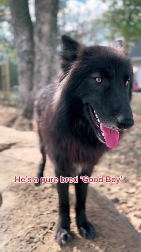 Meet Memphis the Mid Content Wolfdog | Purebred Good Boy