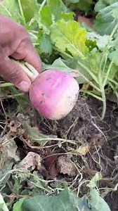 Turnip Harvest Gone Right #gardening #shorts