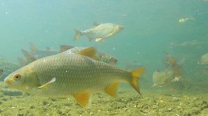 A shoal of big roach on the Hampshire Avon, with a couple of very special fish in the group. | Drennan International