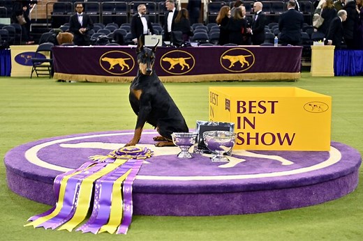 Doberman Pinscher 'Penny' Wins 2026 Best in Show at Westminster