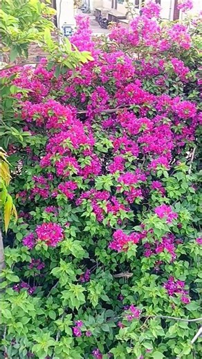bougainvillea #flowers #nature #bougainvilleas #garden #greece #bougainvillier #flower #photography