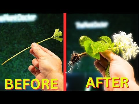 Free Plants! | The EASIEST Way to Propagate Plants