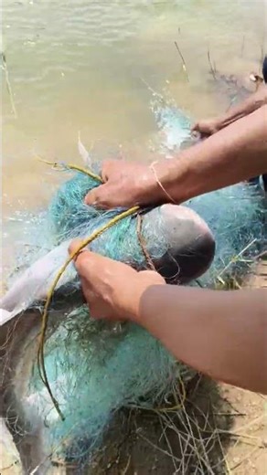 Setting up a fishing net in a clay pond and catching a giant catfish. #fishing #fishing #fishery ...