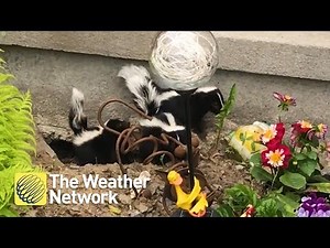 CUTE: Look at where these baby skunks chose to make their den this year