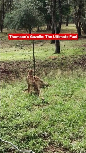 The Cheetah’s Secret Menu 🐆🍽️ #zoo