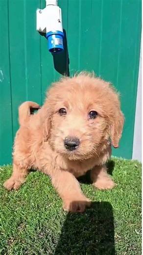 Primeros pasos de un pequeño Labradoodle | Criadores de Mascotas