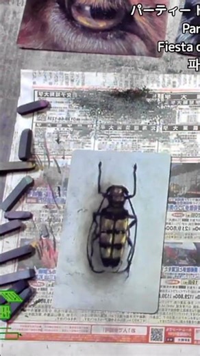虫のパステルイラストメイキング動画 / Insect Pastel Illustration Making Video #insect #bug #paint #pastel #art #draw