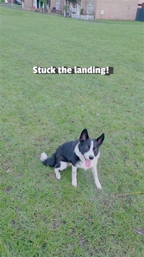 Dog Shows Off Super Cool Slide Trick #DogTraining #DogTrick #Collie