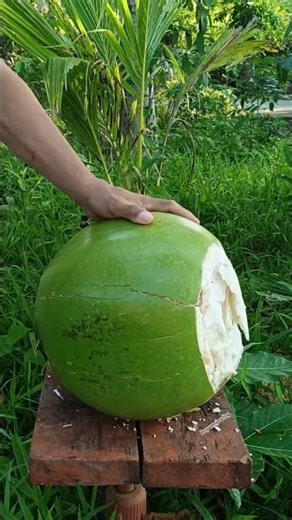 the biggest (CALABASH) miracle fruit peeled /impressive skills