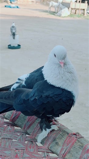 #muhammad_qasim_offical