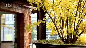 7.2K views · 180 reactions | If you had the chance, would you live in a treehouse? | DW Environment | Facebook