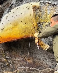 11K views · 83 reactions | Collecting honey from natural beehive | Wildly Creative | Facebook