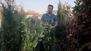 7.9K views · 315 reactions | A Prunus laurocearasus,vagyis a...