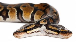 Rare Two-Headed Snake At Texas Zoo Has Two Brains That Don't Always Get Along