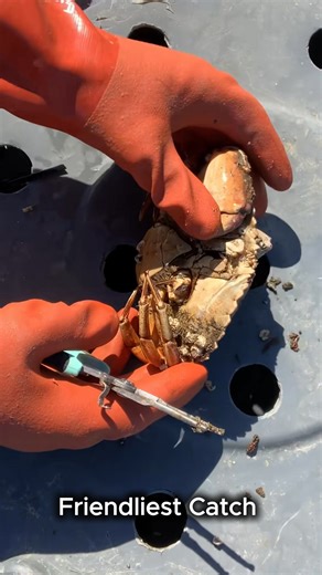 Part 2 - What is a Barnacle? The Barnacle Chronicles Continue!#asmr #friendliestcatch #commercialfishing | Friendliest Catch