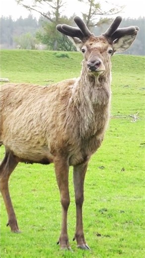 The Remarkable Male Red Deer #reddeer #deer #wildlife #shorts