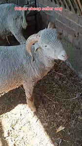 7889809849. Asalamualaikum hope all friends are fine. 3 Rams Are looking for new home at PULWAMA. Call him for more details 7889809849. @topfans #Ram #video #post Follow sheep seller ang For ADD PROMOTION CONTACT 77808 37312 Thanks to all brothers who support 🙏 ❤️ 💙 💕 | sheep seller ang