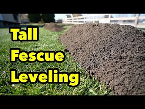 Tall Fescue Lawn Sand Compost Leveling Can It Be Done?