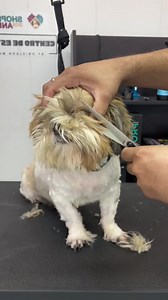 Cane abbandonato ricoperto di nodi: trasformazione completa