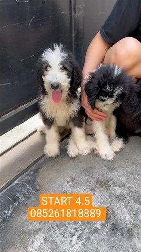 Obral akhir Tahun niiii 😍 #anjingdijual #puppy #giantpoodle #poodle #animals