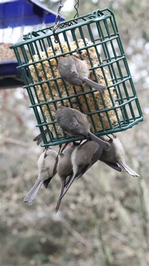 Bushtits #shorts #birds #suet #feeder #psaltriparusminimus #nature #vancouverislandphotographer