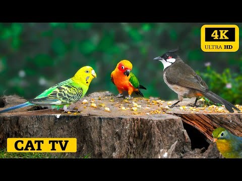 Birds for Cats to Watch 4K 😻 Relax Your Cat While You’re Out 🐦Cat Stimulation Video