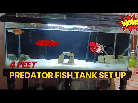 4 Feet predator fish tank setup Tamil |Rubesh's Aquarium|